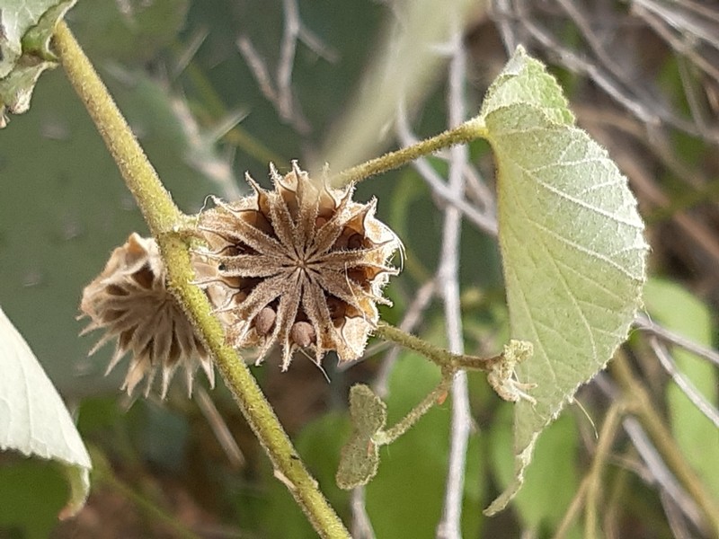 Abutilon dugesii