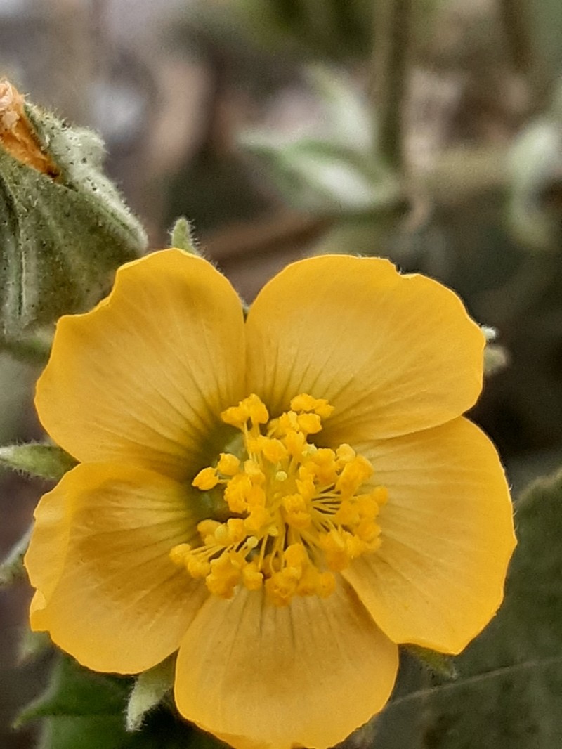 Abutilon dugesii photo 3