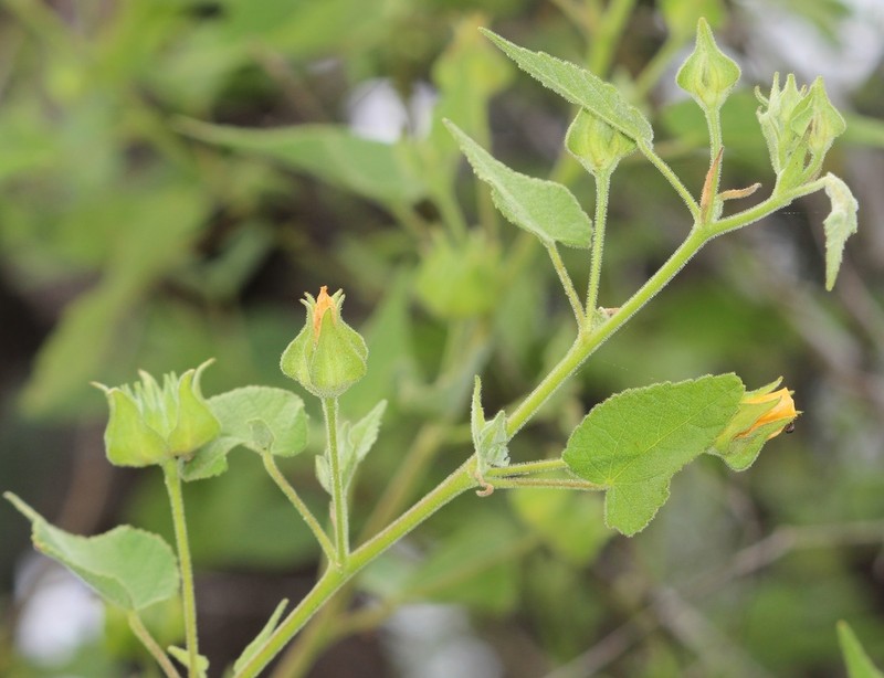 Abutilon dugesii photo 4