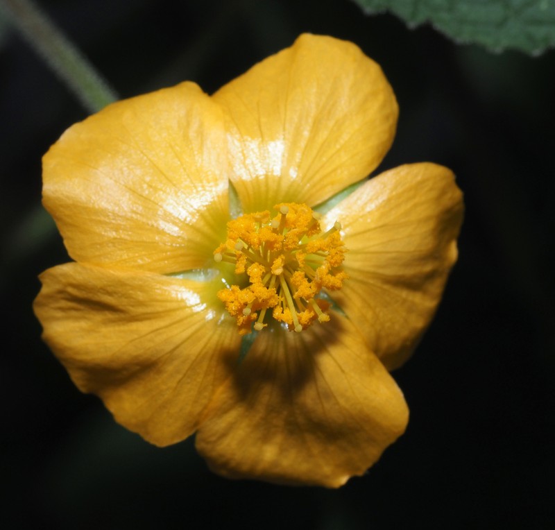 Abutilon dugesii photo 6