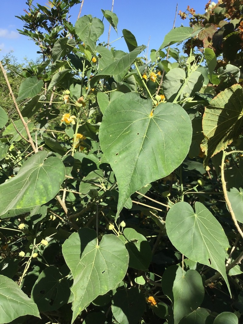 Abutilon exstipulare