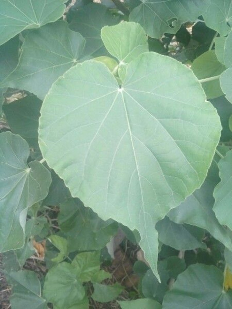 Abutilon exstipulare photo 2
