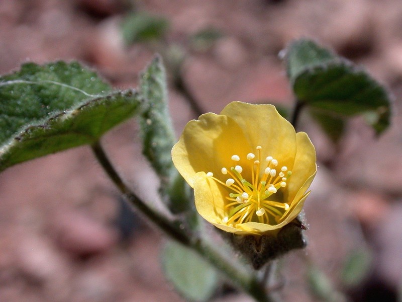 Abutilon fraseri photo 3