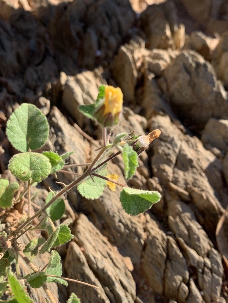 Abutilon fraseri photo 4