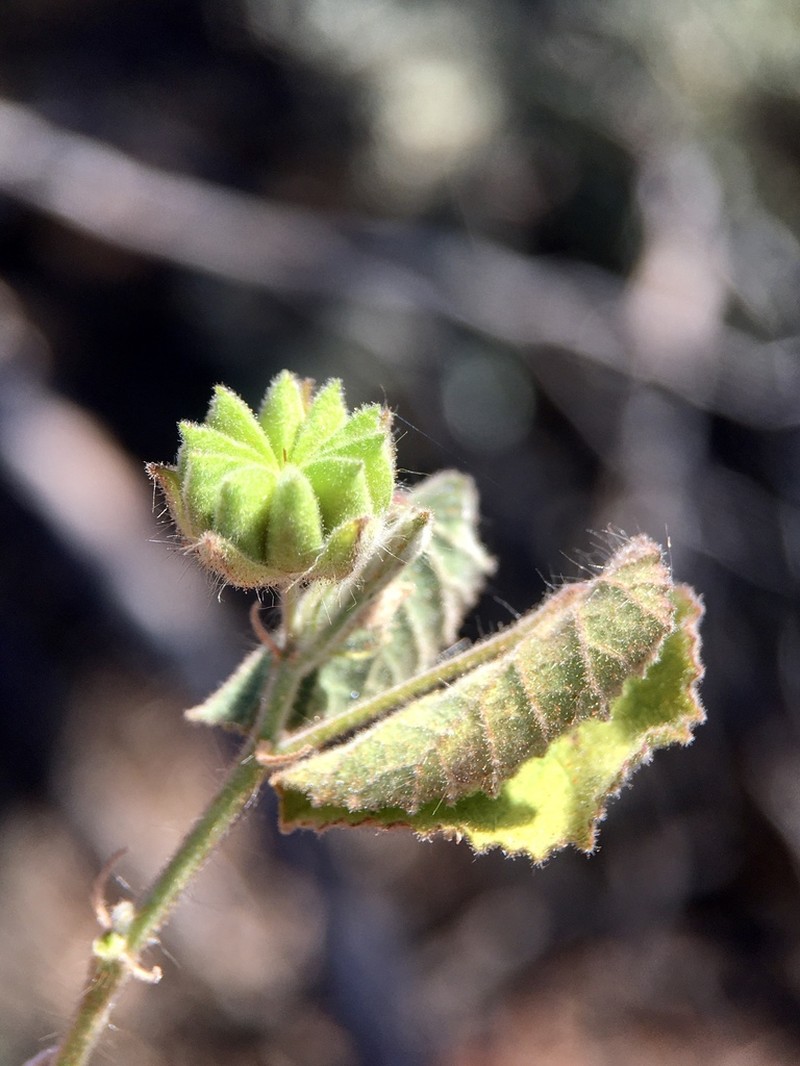 Abutilon fraseri photo 5