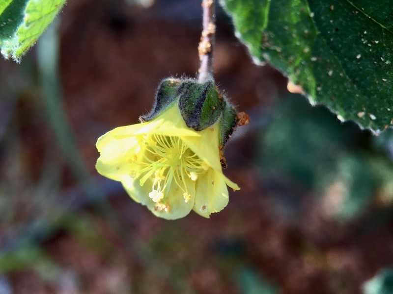 Abutilon fraseri photo 6