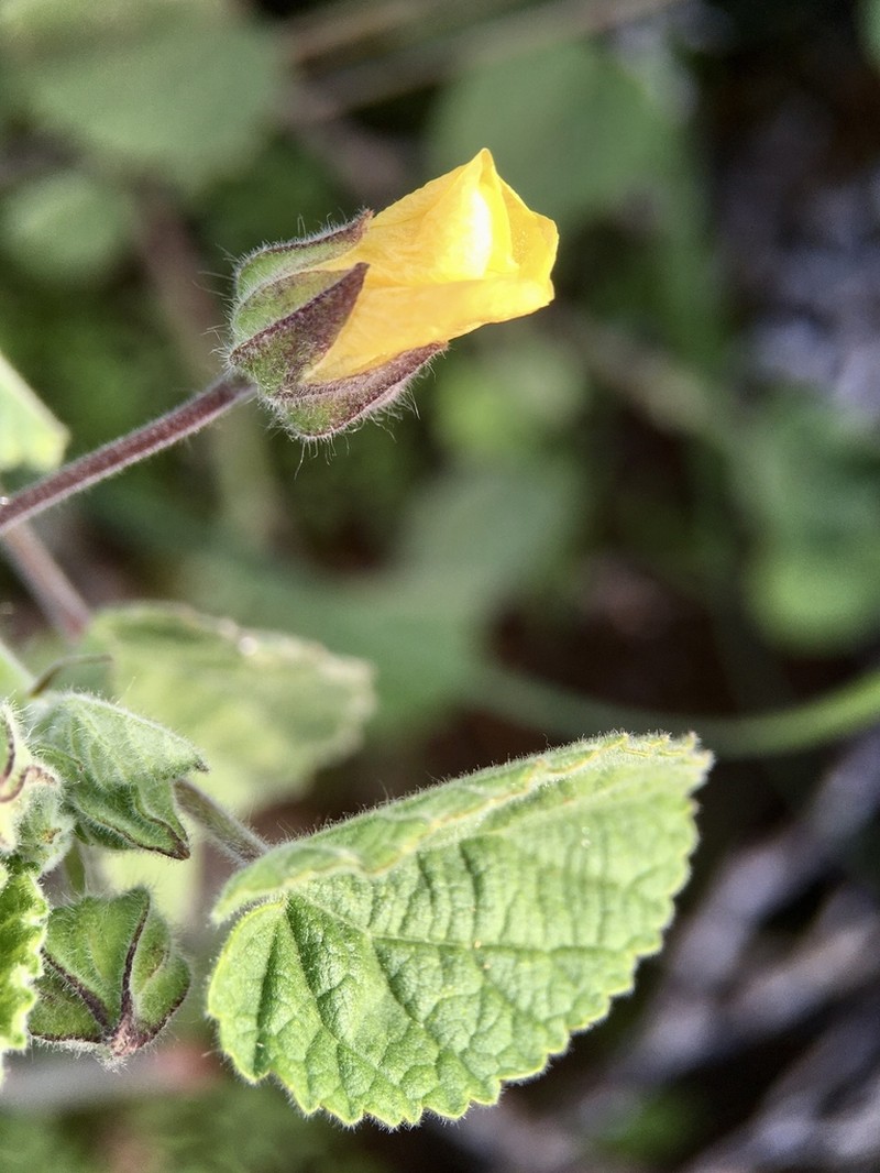 Abutilon fraseri photo 7