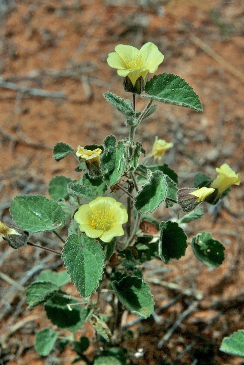 Abutilon fraseri photo 8