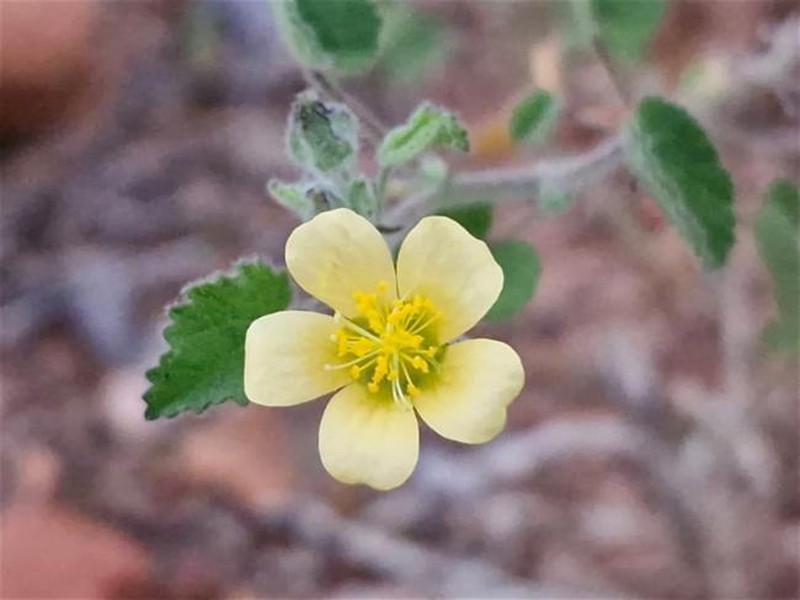 Abutilon fraseri subsp. fraseri