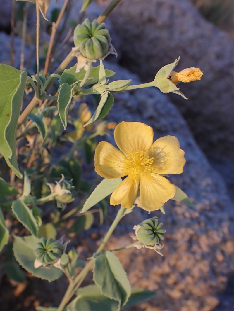 Texas Indian Mallow