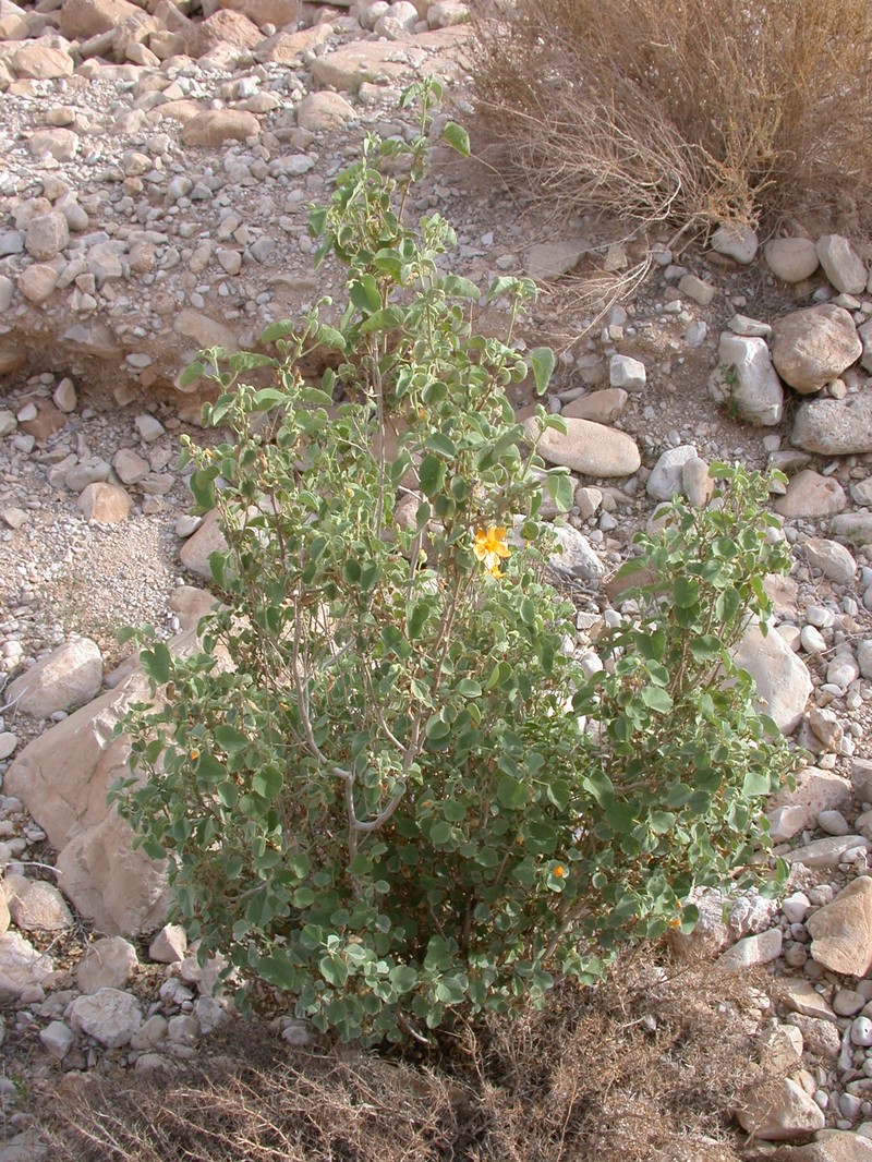 Texas Indian Mallow photo 2