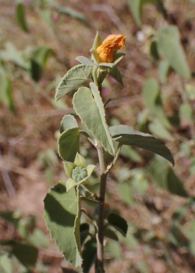 Texas Indian Mallow photo 3