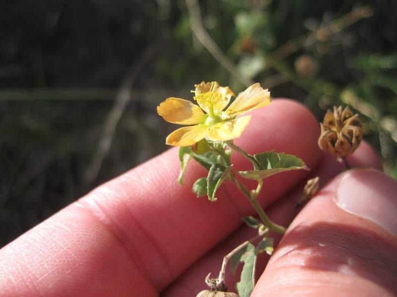 Texas Indian Mallow photo 4