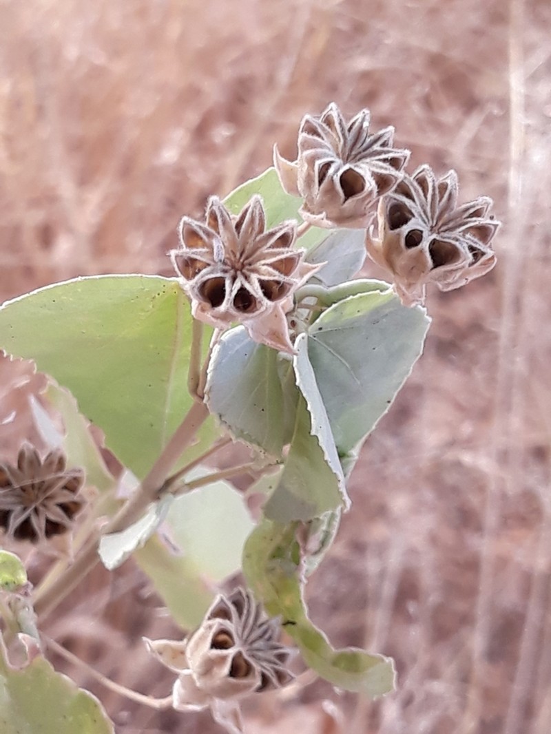 Texas Indian Mallow photo 5
