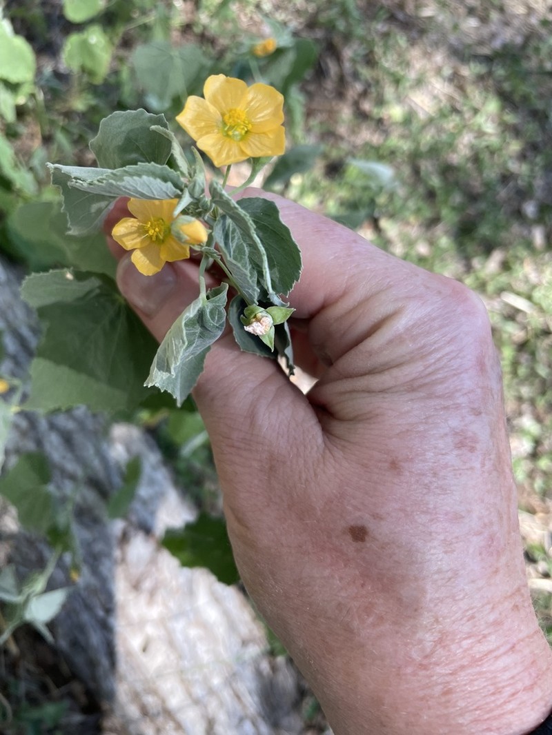Texas Indian Mallow photo 6