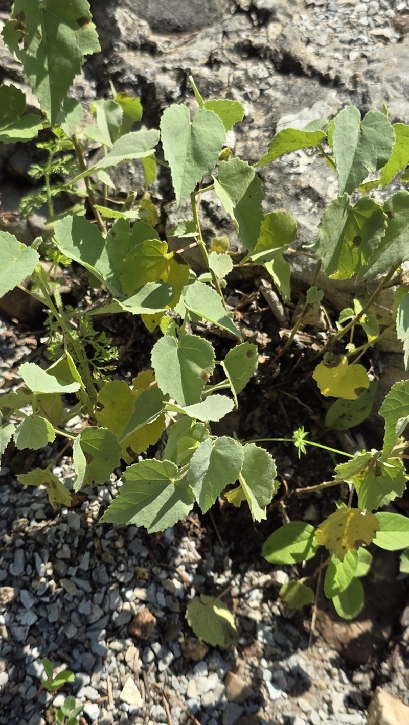 Texas Indian Mallow photo 7