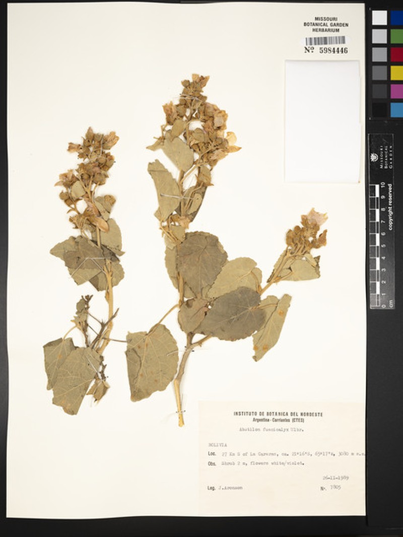 Abutilon fuscicalyx