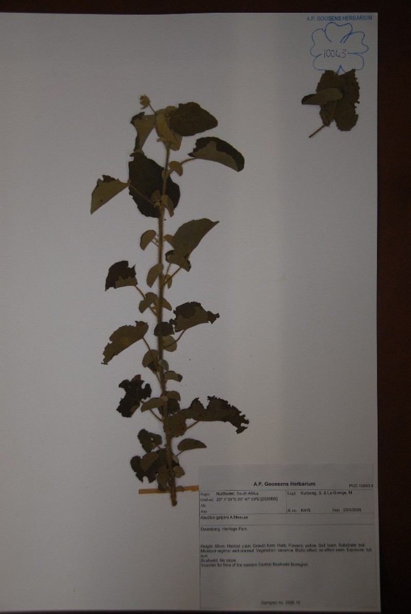 Abutilon galpinii photo 3