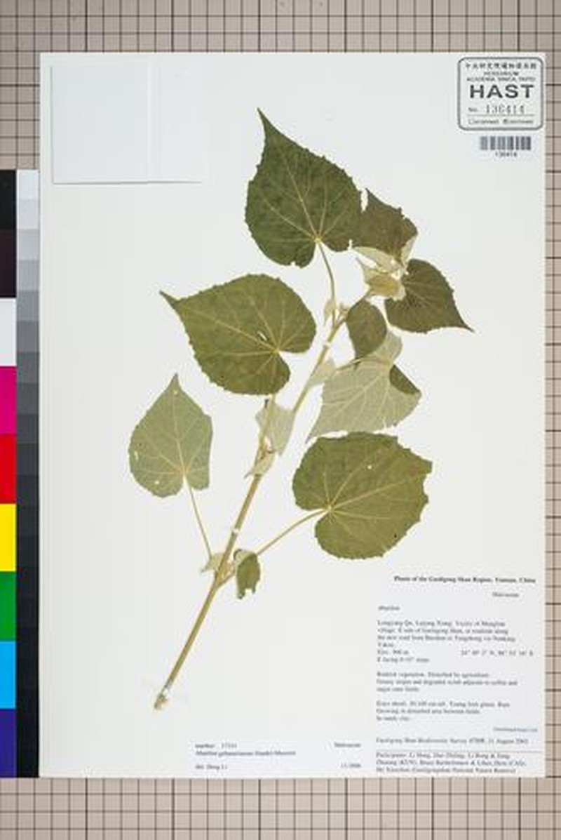 Abutilon gebauerianum