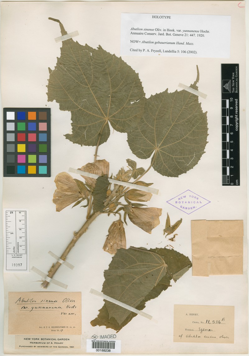 Abutilon gebauerianum photo 2