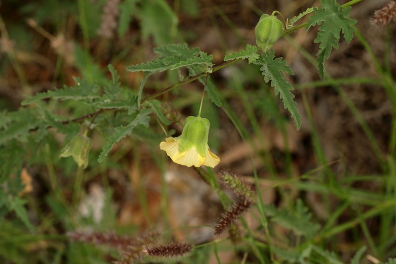 Abutilon geranioides photo 2