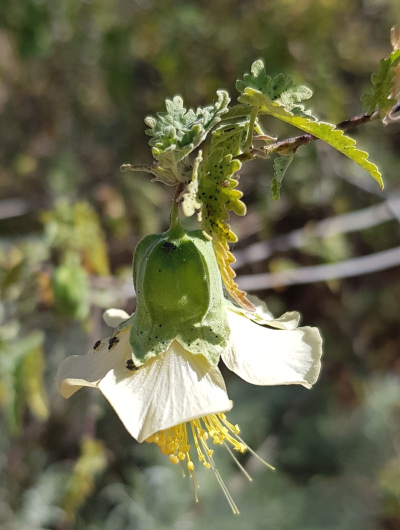 Abutilon geranioides photo 3