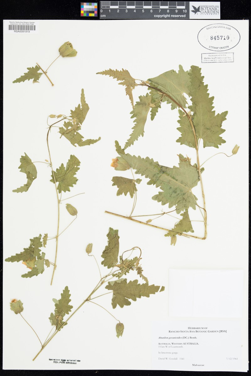 Abutilon geranioides photo 5