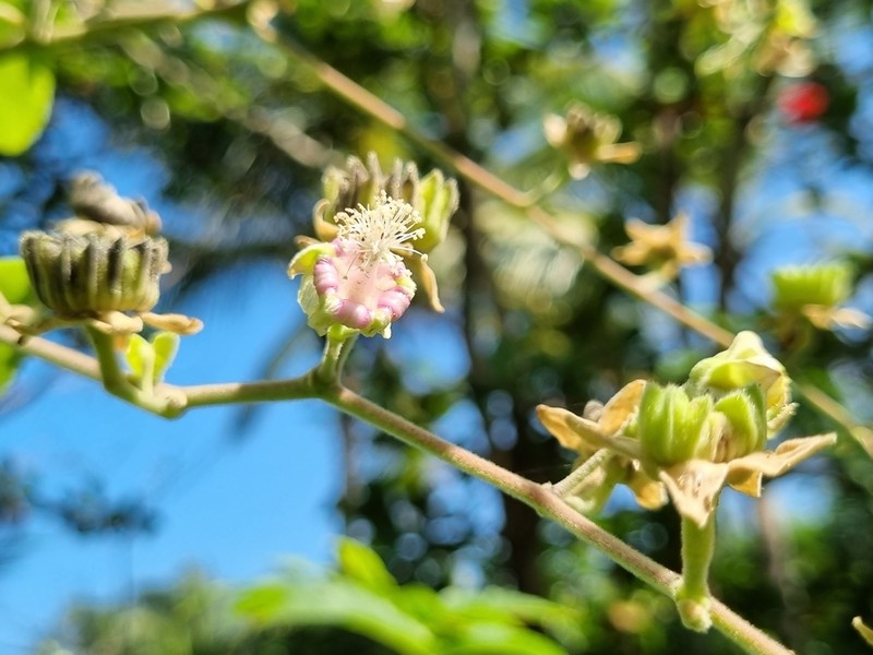 Abutilon giganteum photo 2