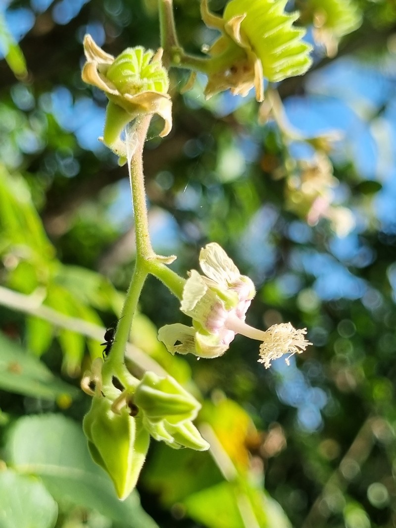 Abutilon giganteum photo 4