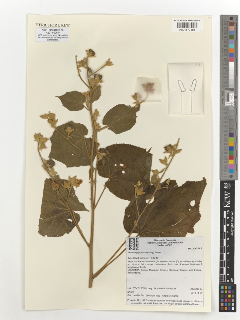 Abutilon giganteum photo 5