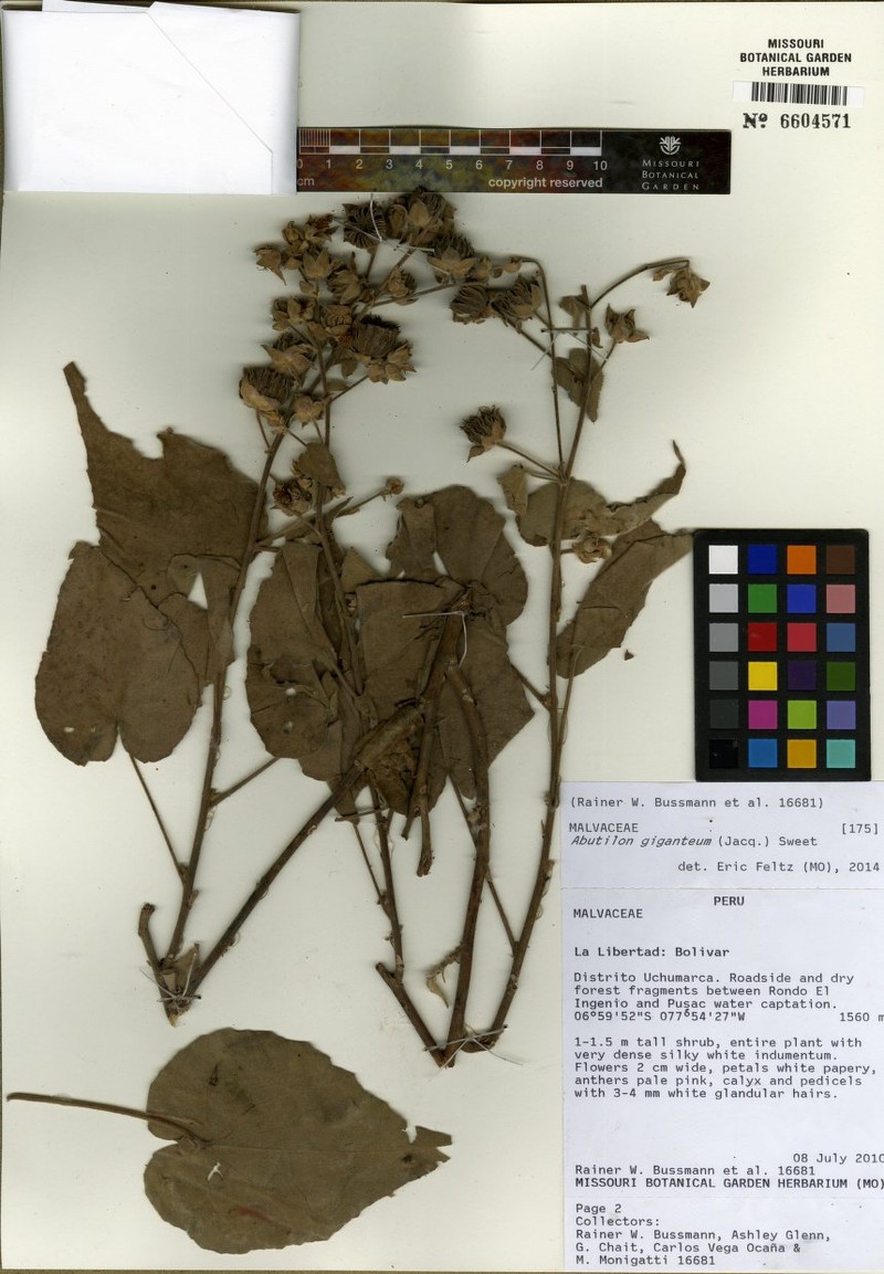 Abutilon giganteum photo 7
