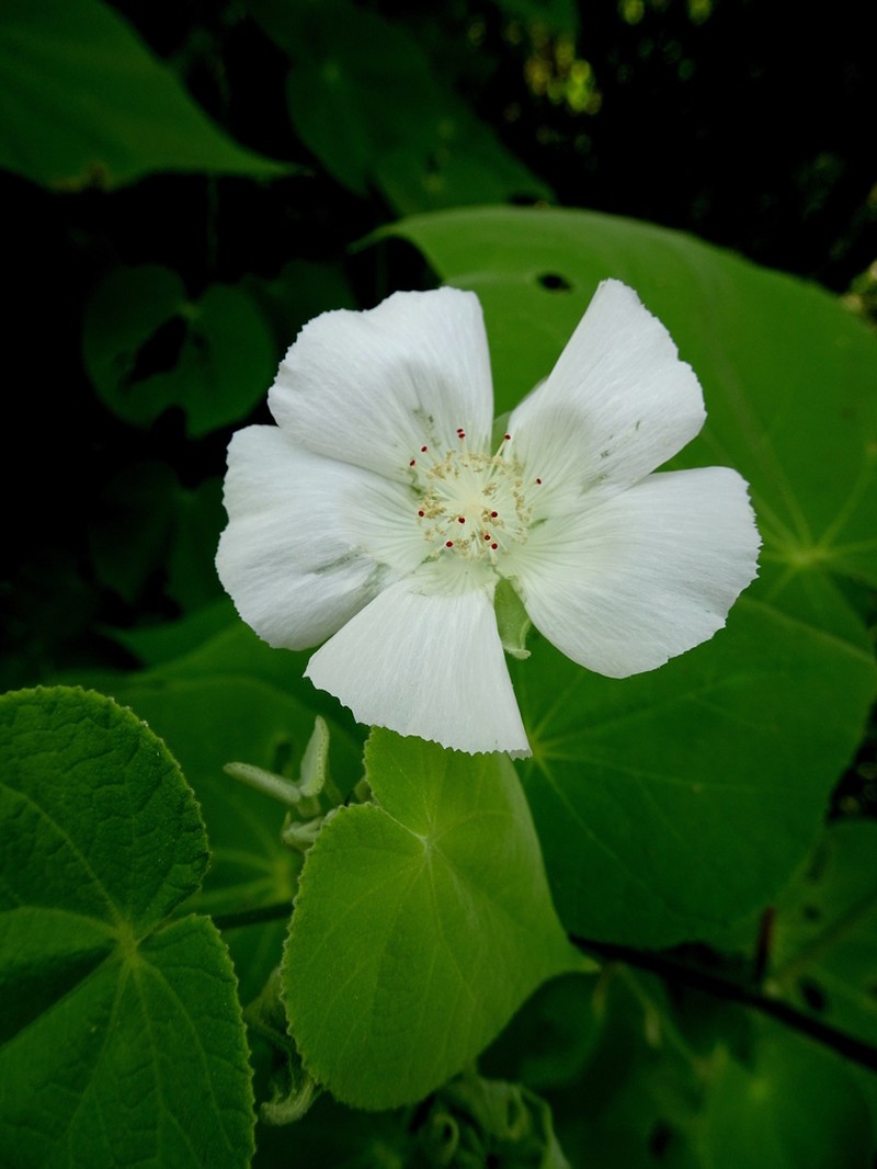 Abutilon glabriflorum