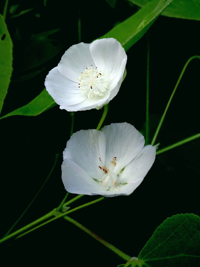 Abutilon glabriflorum photo 2