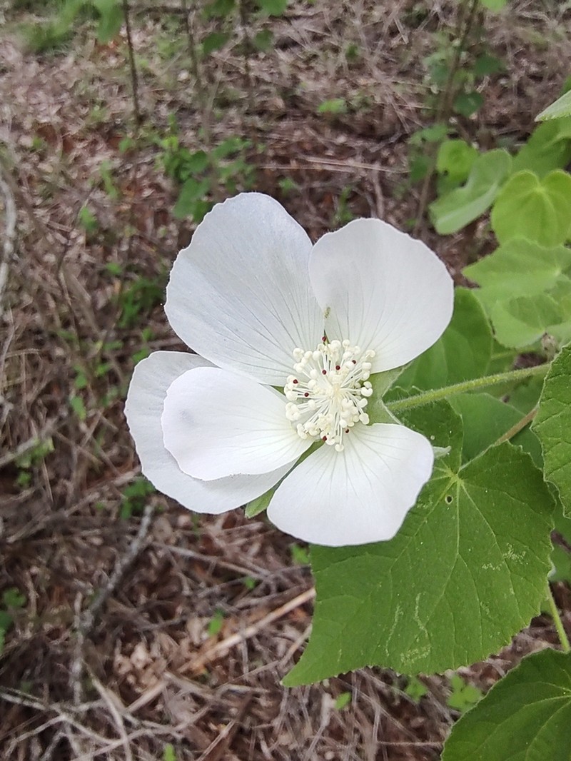 Abutilon glabriflorum photo 3