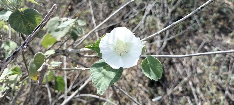 Abutilon glabriflorum photo 4