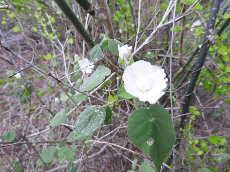 Abutilon glabriflorum photo 5