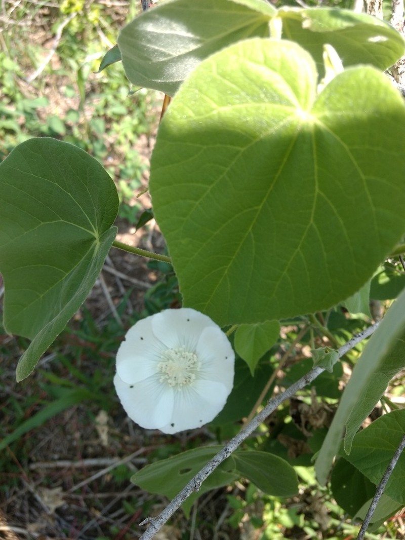 Abutilon glabriflorum photo 6