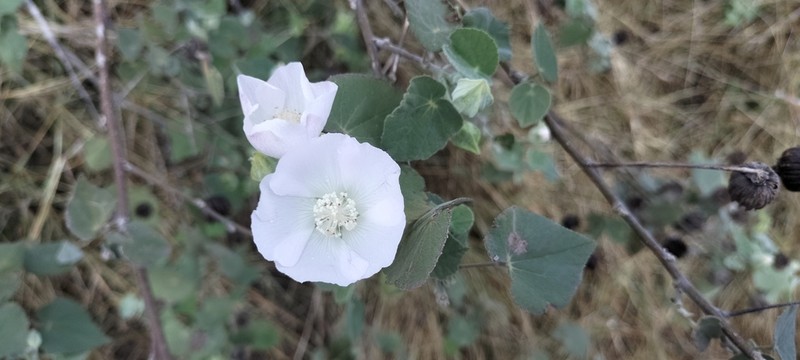 Abutilon glabriflorum photo 7