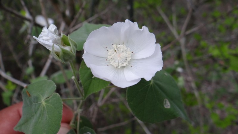Abutilon glabriflorum photo 8