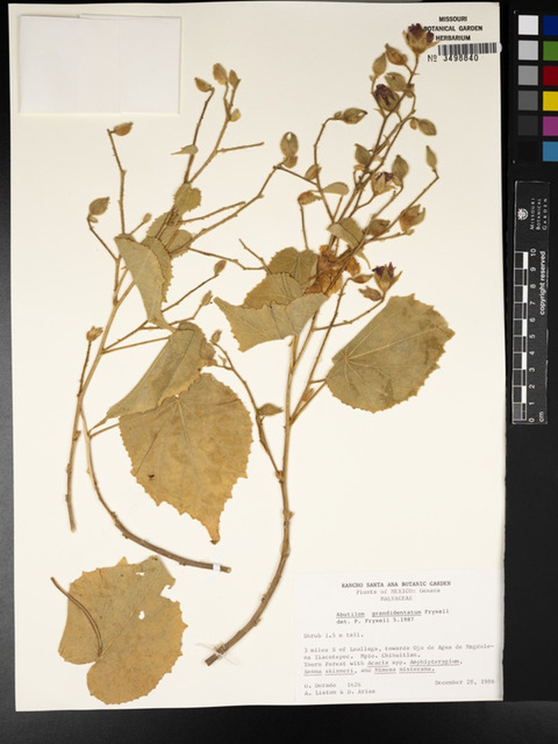 Abutilon grandidentatum