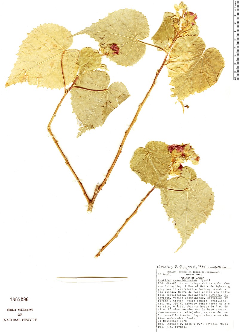 Abutilon grandidentatum photo 2