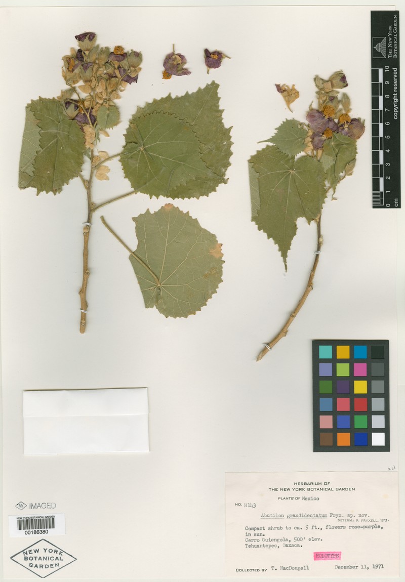 Abutilon grandidentatum photo 3