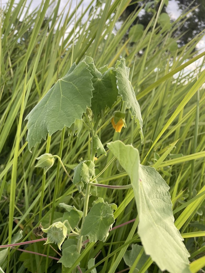 Abutilon grandiflorum