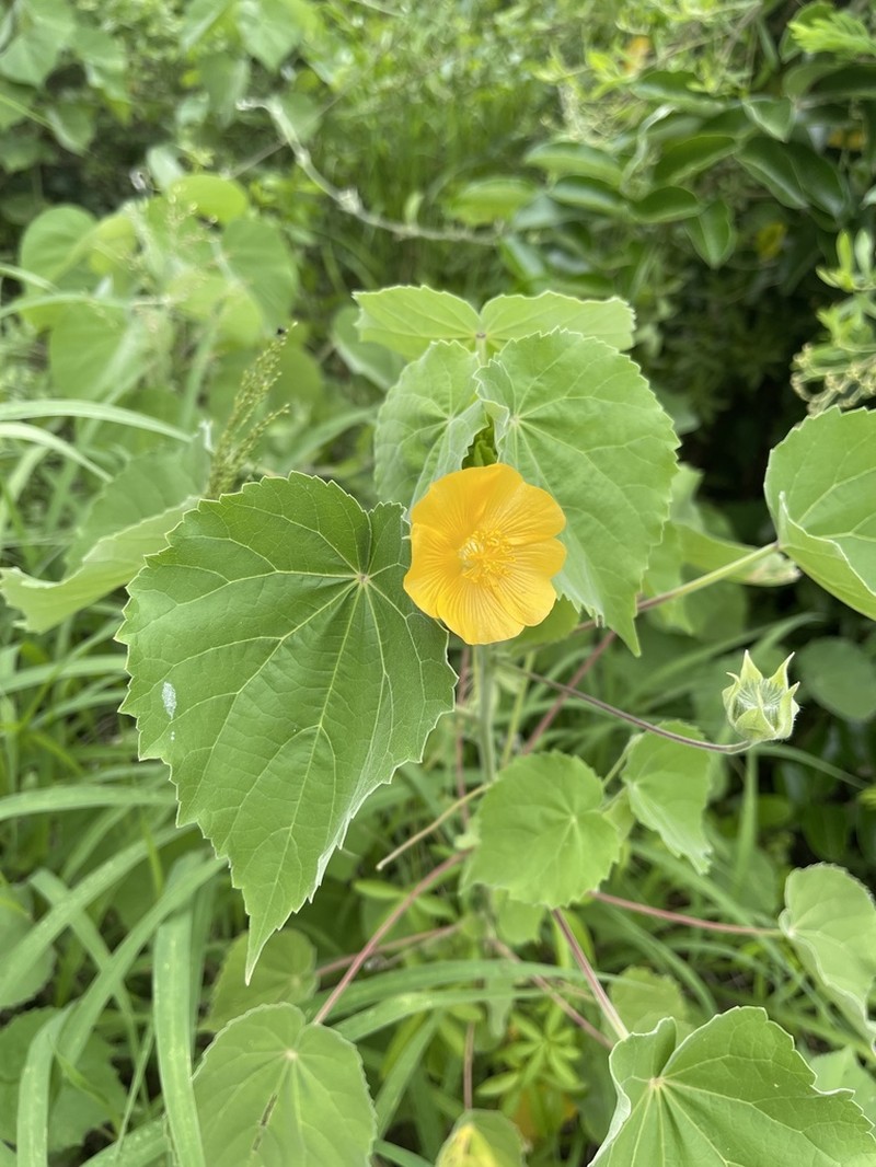 Abutilon grandiflorum photo 2
