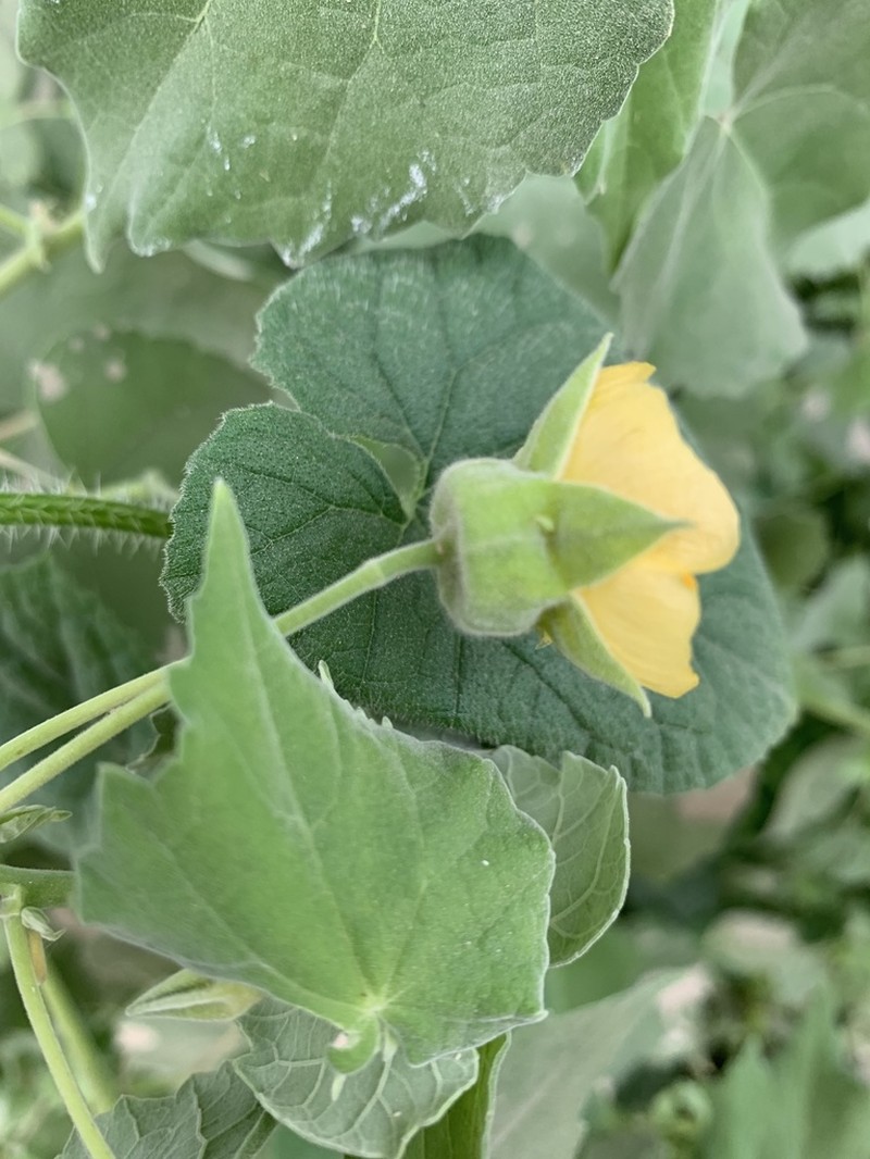 Abutilon grandiflorum photo 3