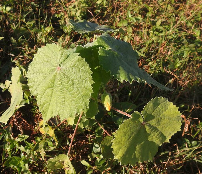 Abutilon grandiflorum photo 4