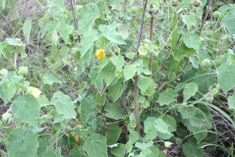 Abutilon grandiflorum photo 5
