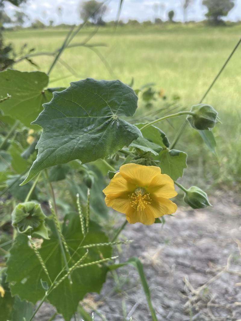 Abutilon grandiflorum photo 6