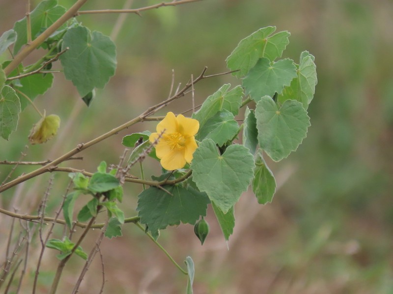 Abutilon grandiflorum photo 7