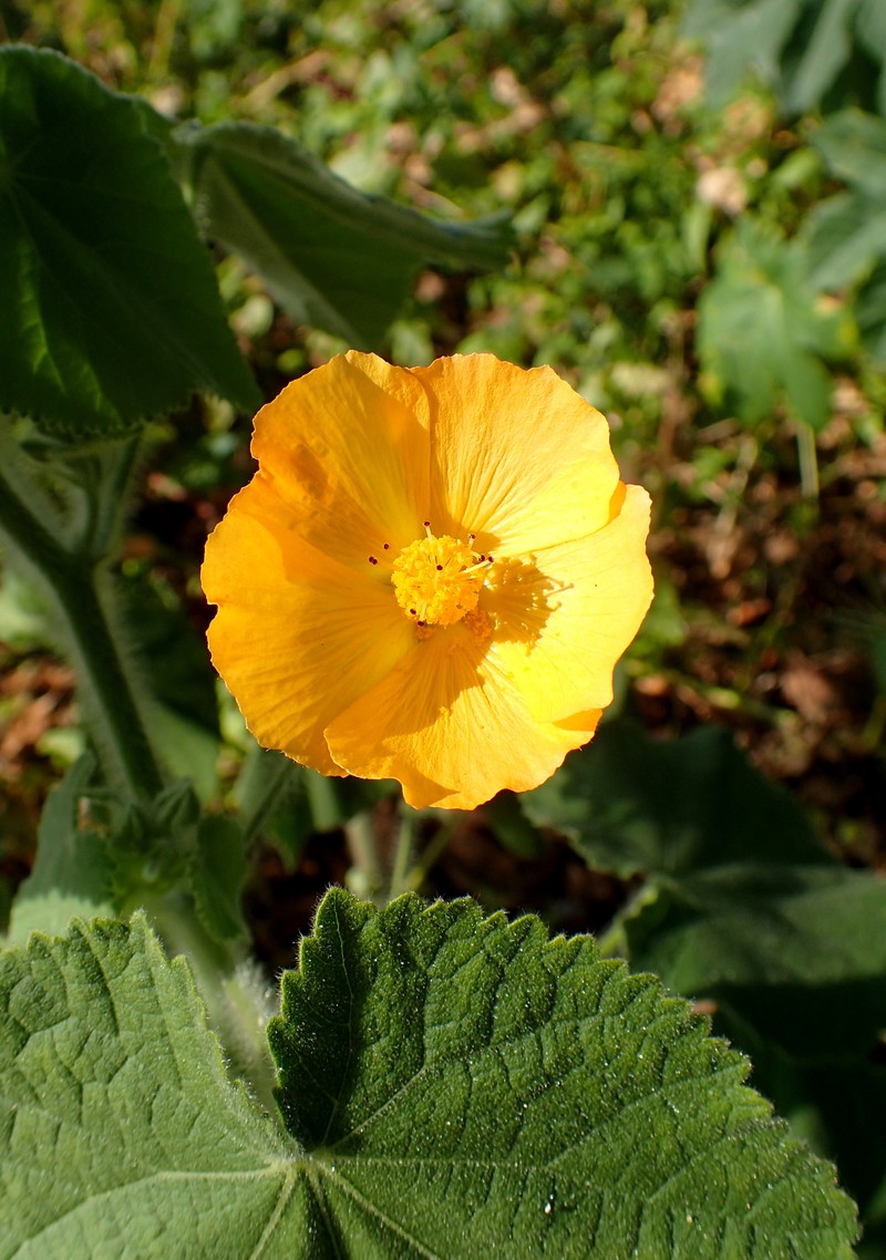 Hairy Indian Mallow photo 2